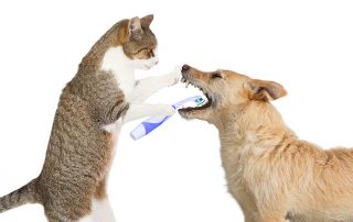 pet dental tips