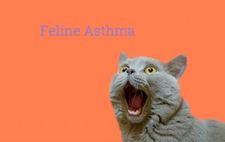 Feline Asthma Symptoms