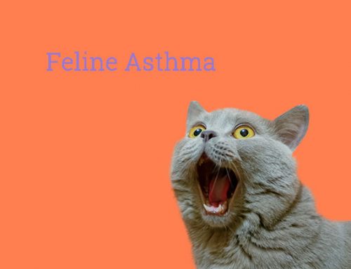 Feline Asthma Symptoms