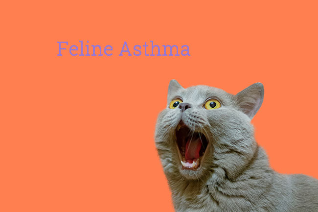 Feline Asthma Symptoms