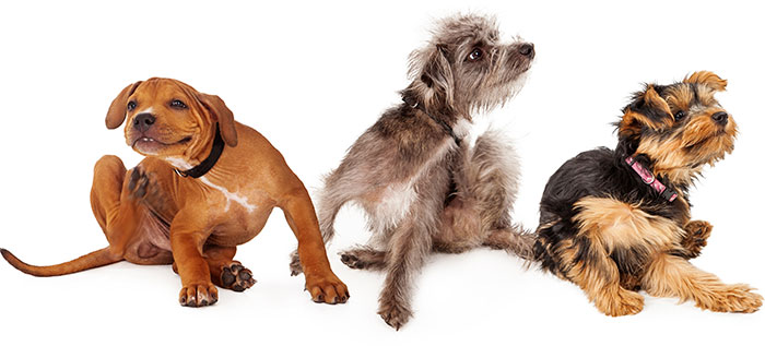 how do know if your dog has fleas