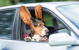 Driving with dogs