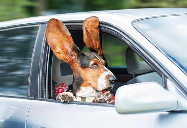 Driving with dogs