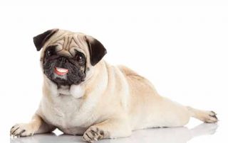 Dental Disease in Pets