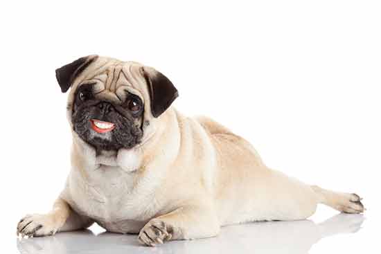 Dental Disease in Pets