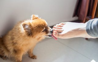 Why do dogs lick?