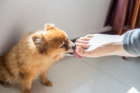 why do dogs lick you when you sweat