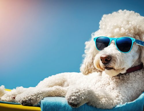 Keep Your Pets Safe in Summer