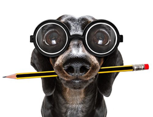 Is Your Dog Smarter Than You Think?