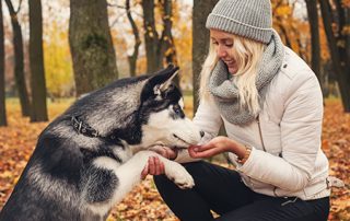 Best treats for dogs