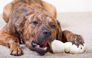 photo of a brindled hound with a rawhide bone