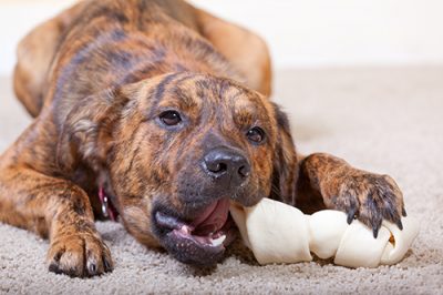 photo of a brindled hound with a rawhide bone