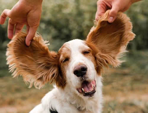 How to Identify and Avoid Dog Ear Infections