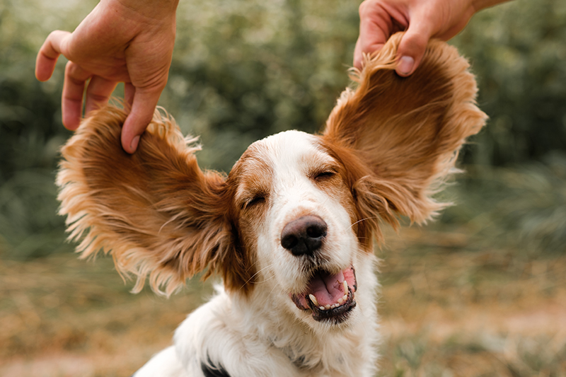 Dog ear infections