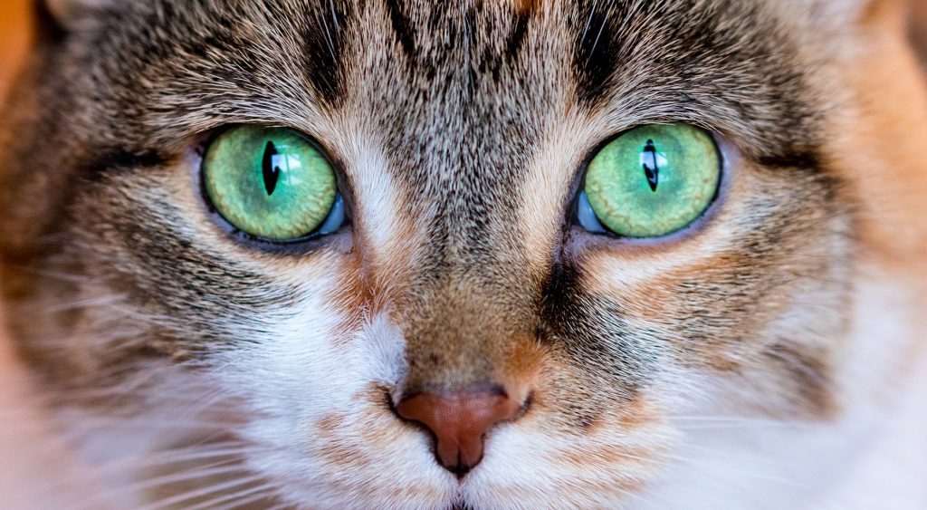 Cat Eyes Veterinary eye health