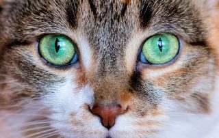 Check your cat's eyes