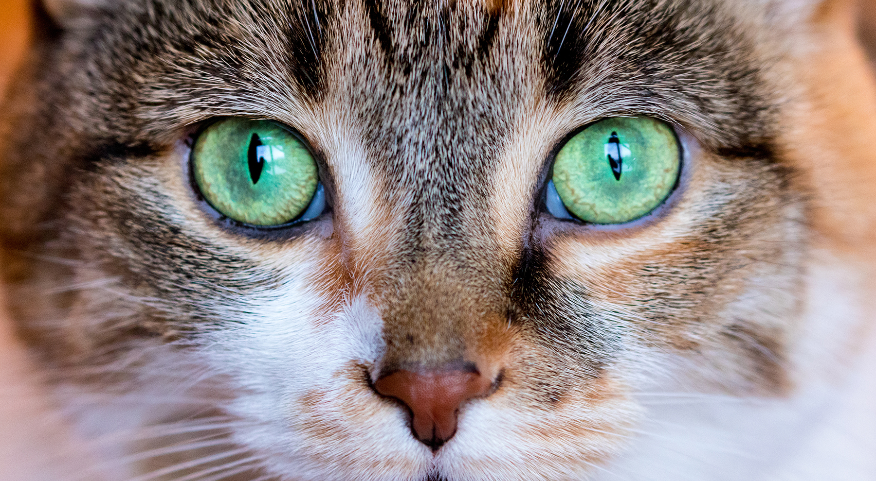 Cat Eyes Check your cat's eyes