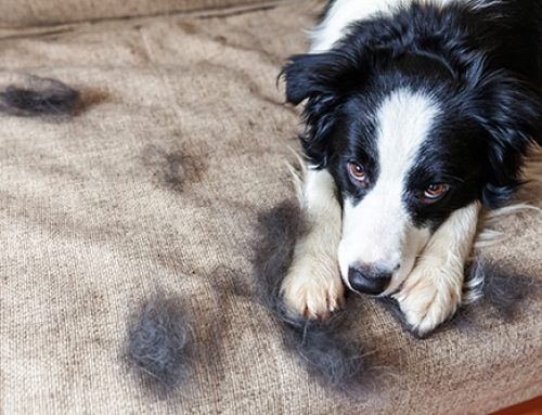 How Can I Cut Down on Pet Shedding?