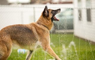 Tips for hot weather and your pets