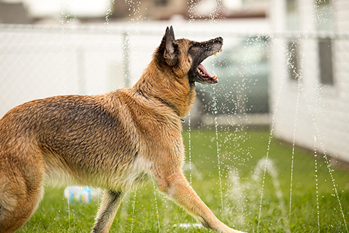 Tips for hot weather and your pets