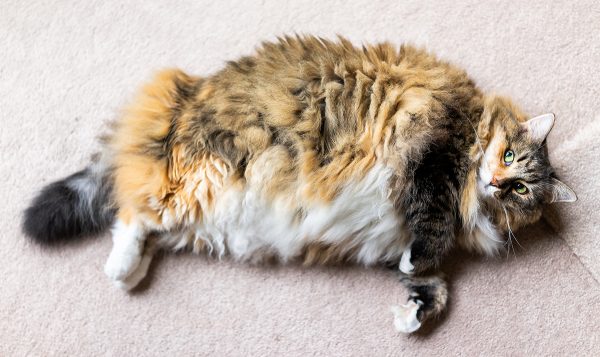 Help your pet to lose some weight.