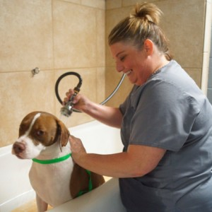 Home Page: Whitworth Pet Vet in Madison, Alabama