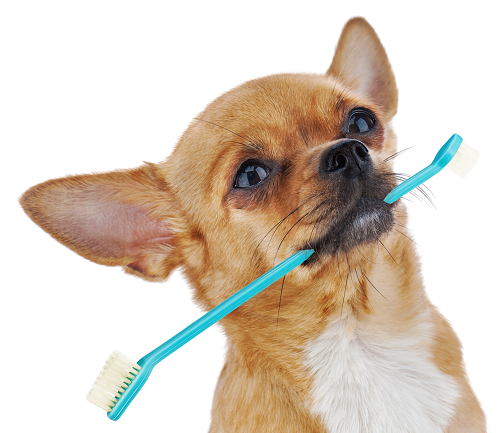Veterinary Dentistry 