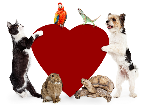 Veterinary Cardiology for Pet Hearty Health