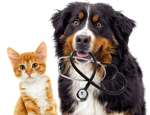 Veterinary Services | Madison, AL | Whitworth Animal Clinic