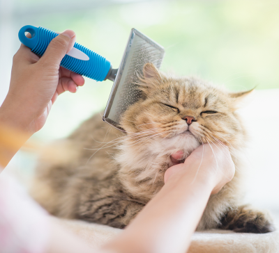 Pet coat health dermatology allergies