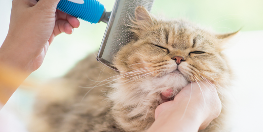 coat health | photo of fluffy cat being brushed
