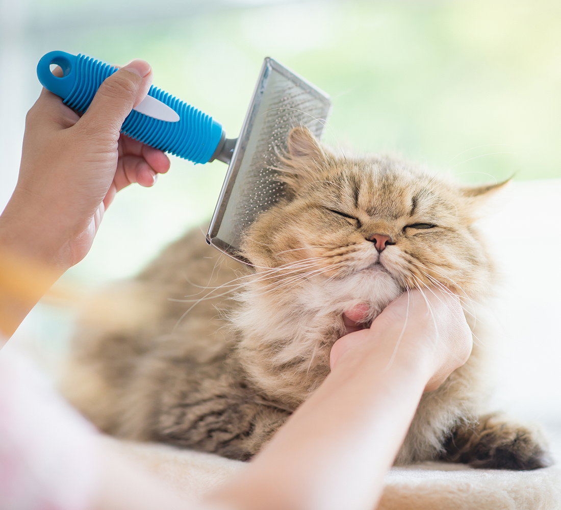 coat health | photo of fluffy cat being brushed