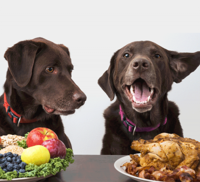 Two black Labs looking at fruit or a chicken.