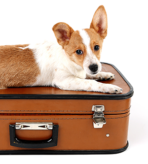 dog boarding | photo of puppy on top of a suitcase
