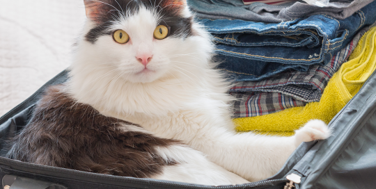 pet boarding | photo of cat in a packed suticase