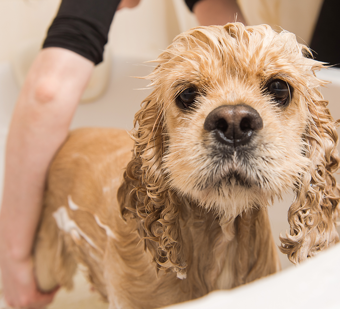 pet grooming | photo of dog getting a bath