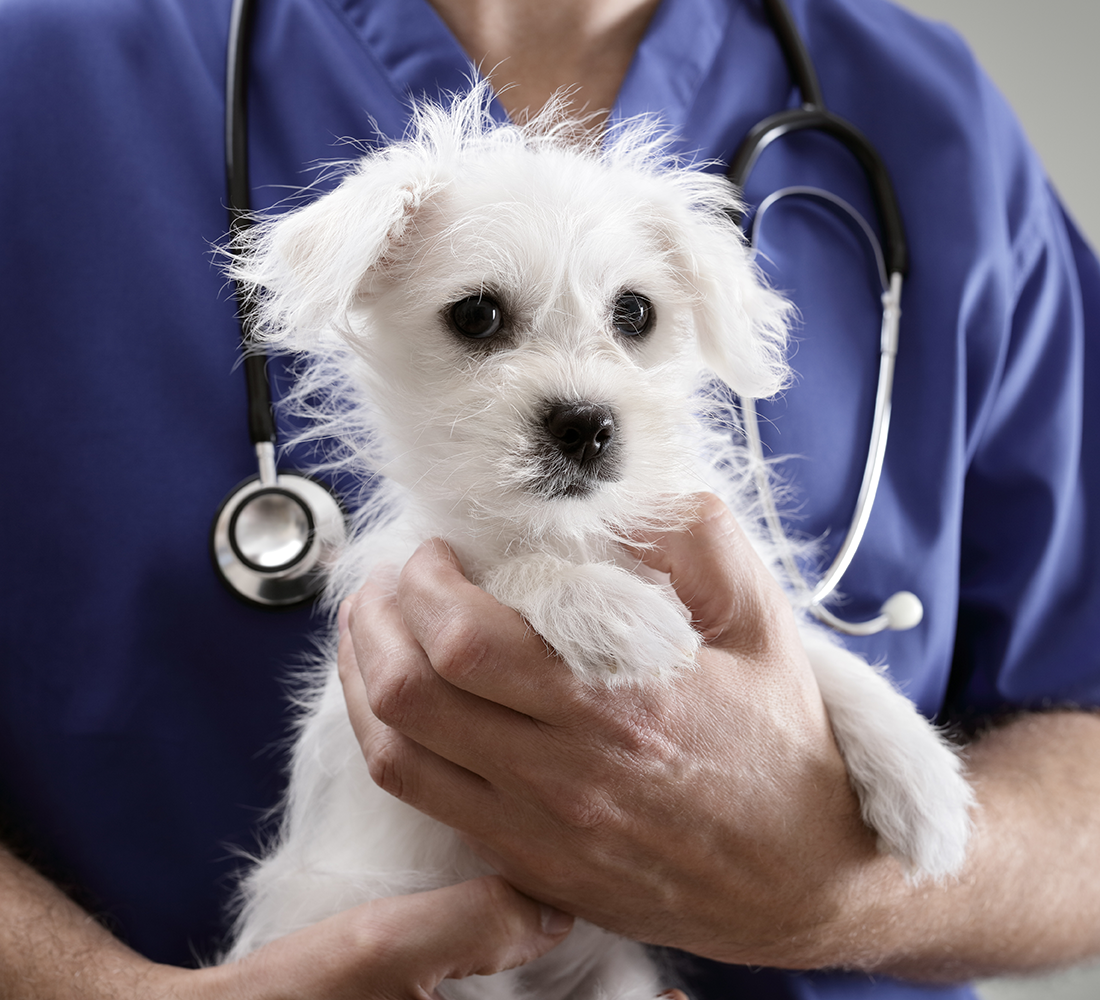 pet vaccinations | Whitworth Animal Clinic