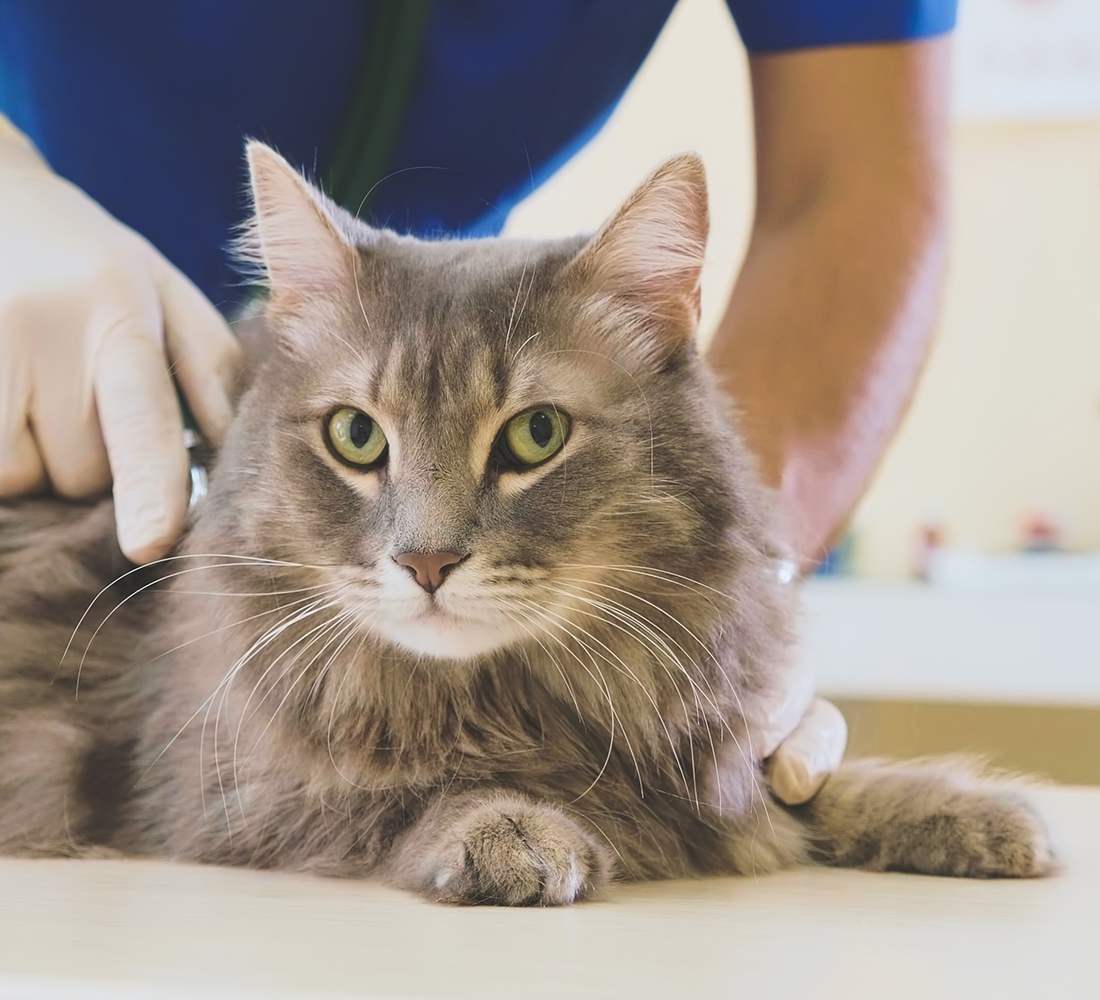 pet wellness | photo of beautiful cat on vet table