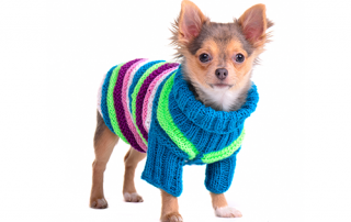 Should your dog where a coat in the winter?