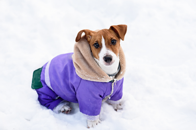 dog coat | photo of a dog wearing a coat in the snow