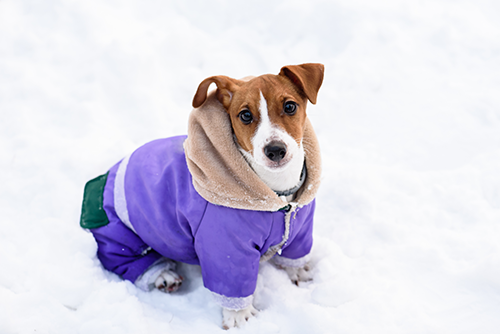 Should Your Dog Wear A Coat In The Winter, Should You Put A Coat On Your Dog In The Winter