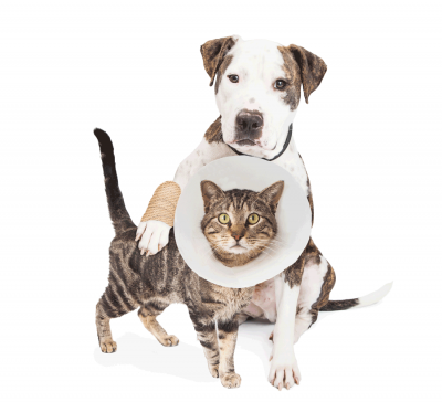 Cat and dog Pet Wellness