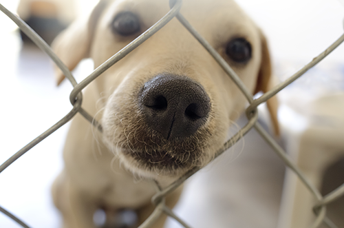 https://whitworthpetvet.com/wp-content/uploads/2018/12/puppy_at_shelter.png