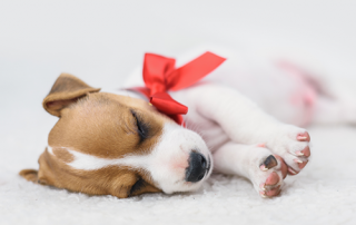 puppies are not presents | photo of a puppy with a red bow on neck