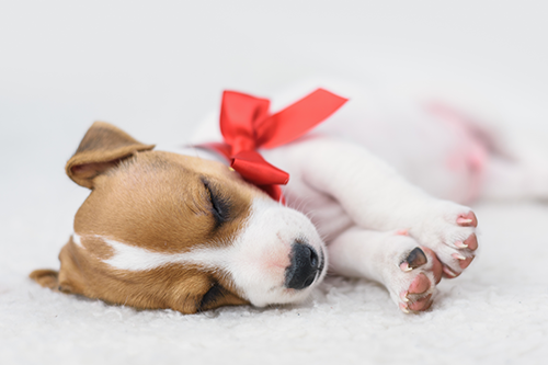 puppies are not presents | photo of a puppy with a red bow on neck