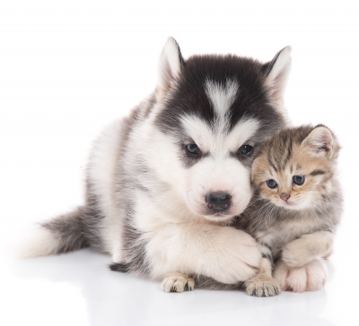 spay and neuter | photo of cute puppy and kitten
