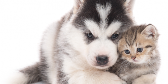 spay and neuter | photo of cute puppy and kitten