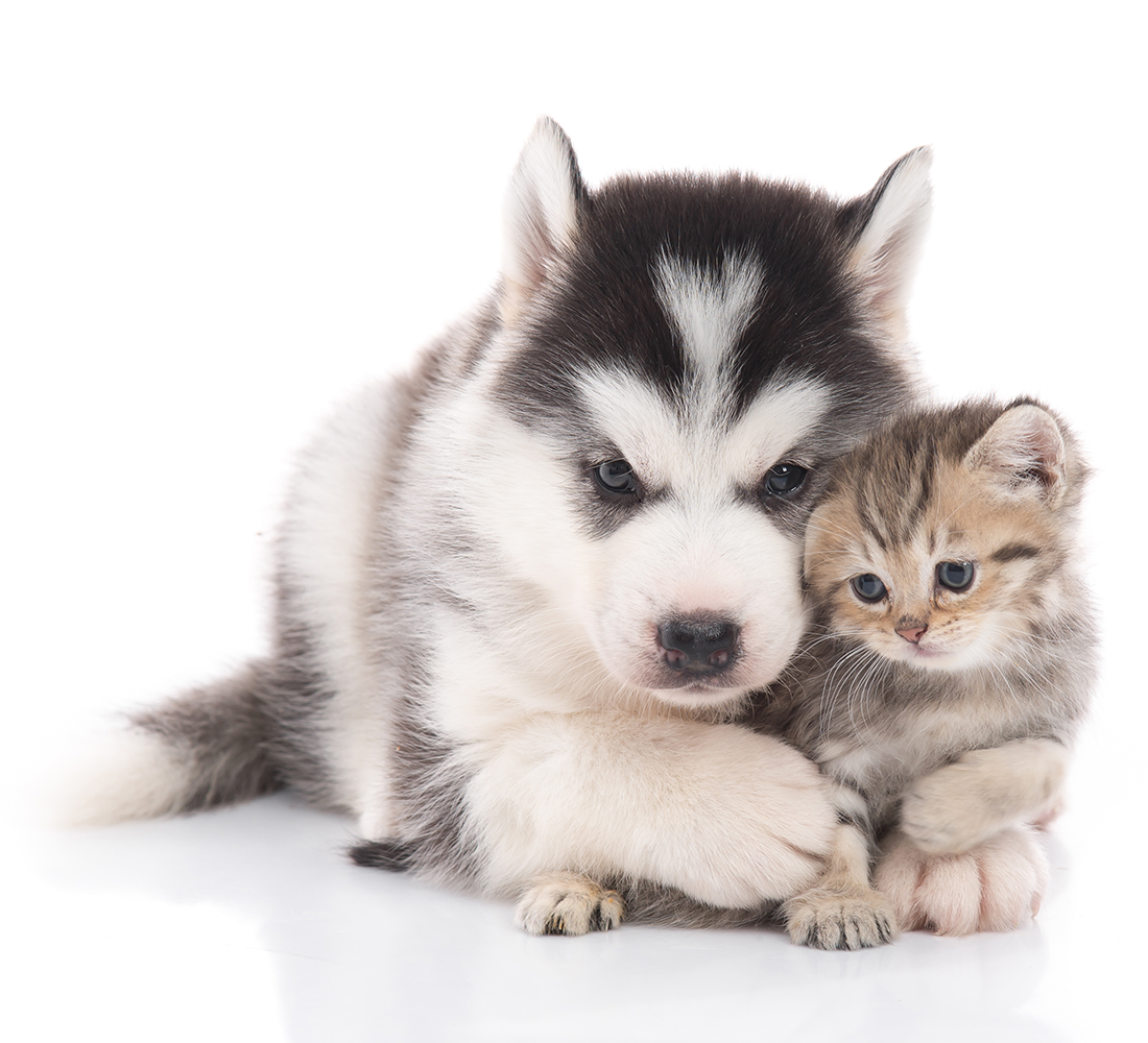 Котенок и щенок на белом фоне