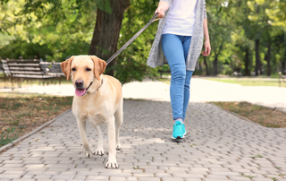 the benefits of walking your dog | photo of girl walking a yellow lab