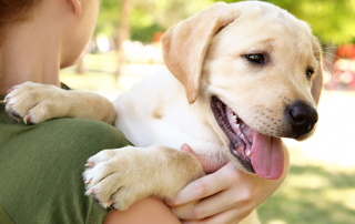 new pet owner | photo of yellow lab puppy